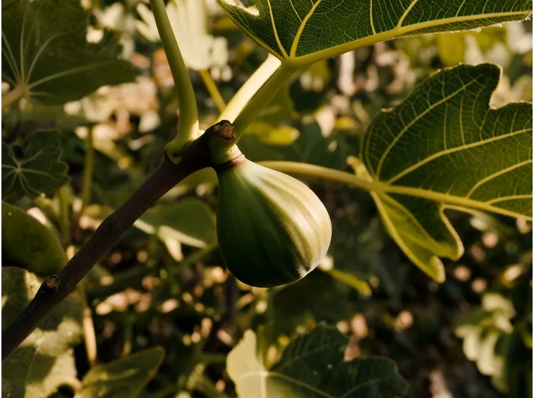 Fico maturazione