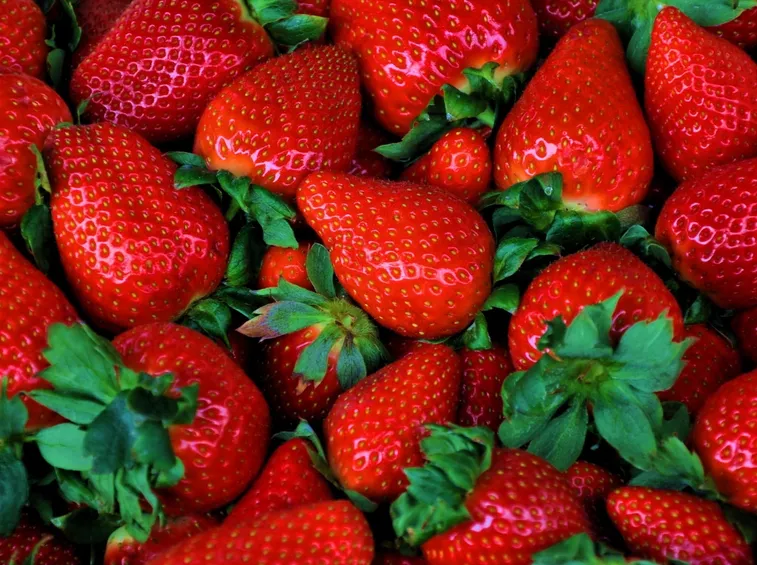 Fragole appena raccolte