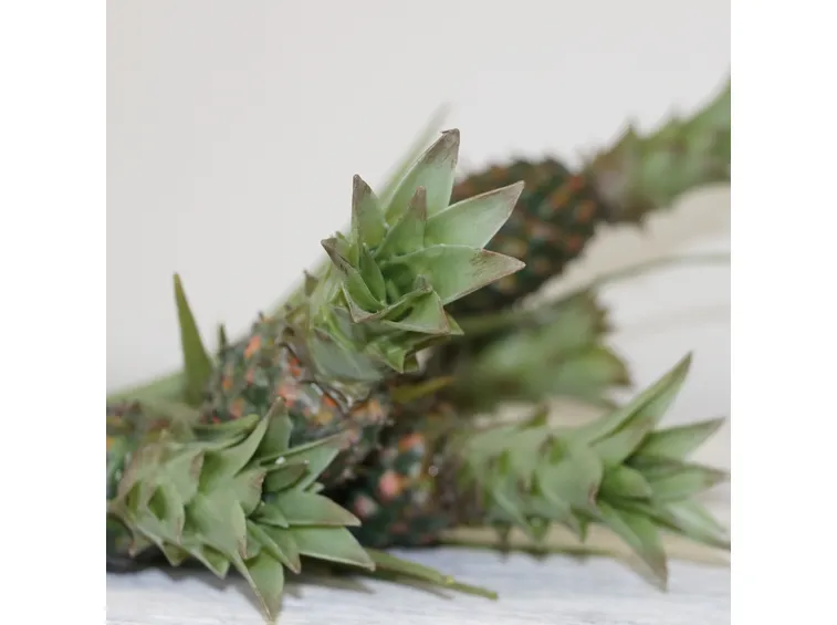 L'ananas