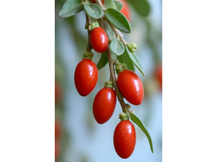 Una bacca di goji