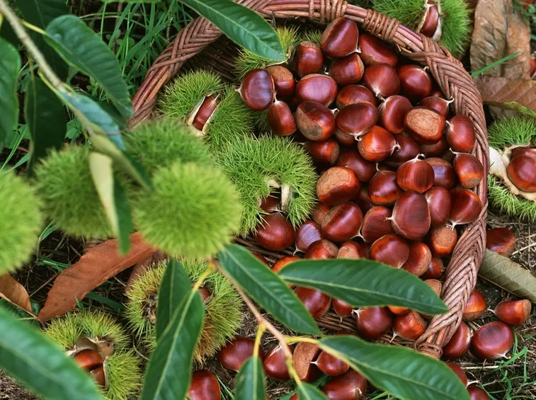 Frutti di castagno