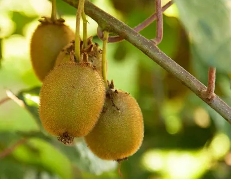 Kiwi frutti