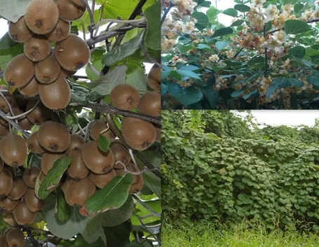 actinidia 