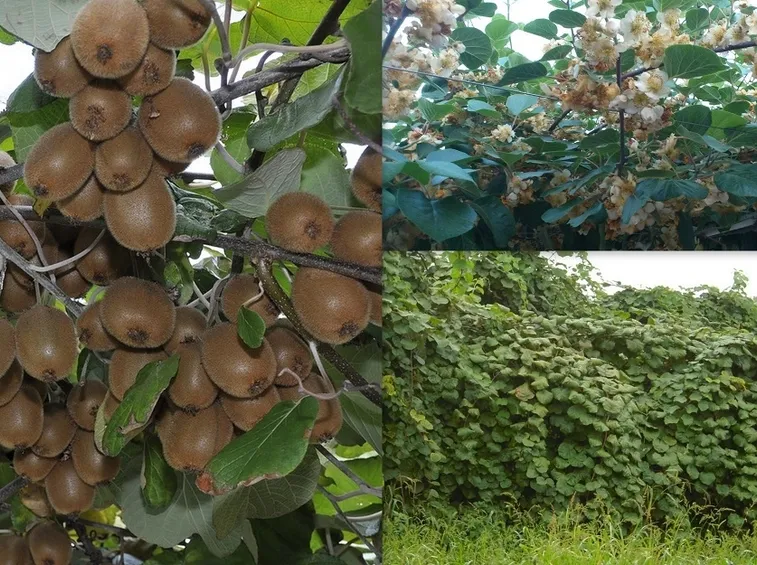 actinidia 
