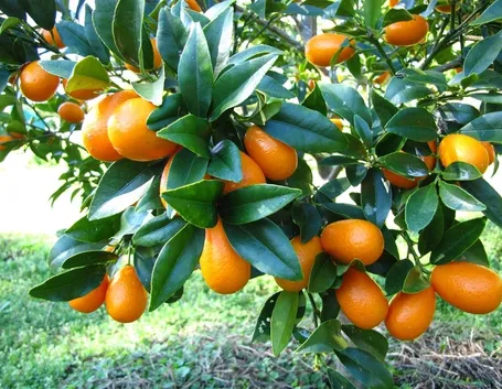 kumquat