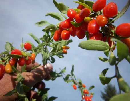 Le bacche di goji Dukan