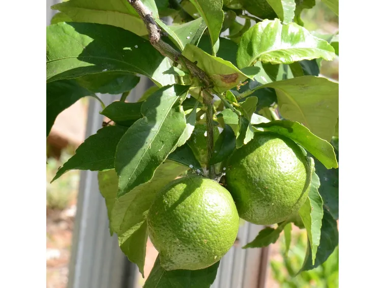 Albero lime