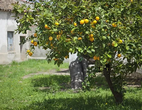 Ramo di limoni