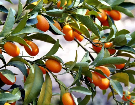 Mandarini cinesi