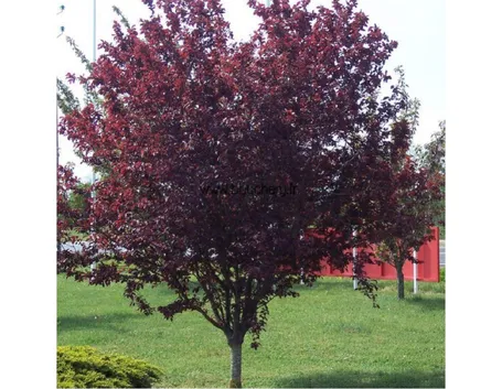 Albero mirabolano