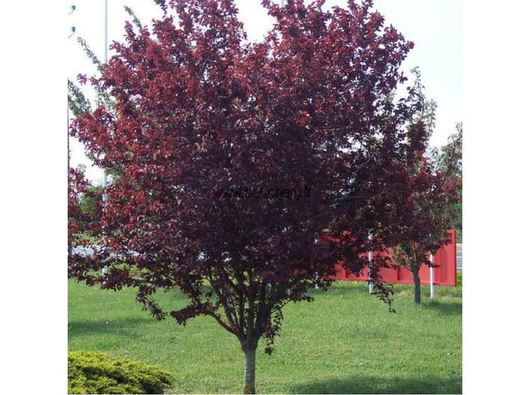 Albero mirabolano