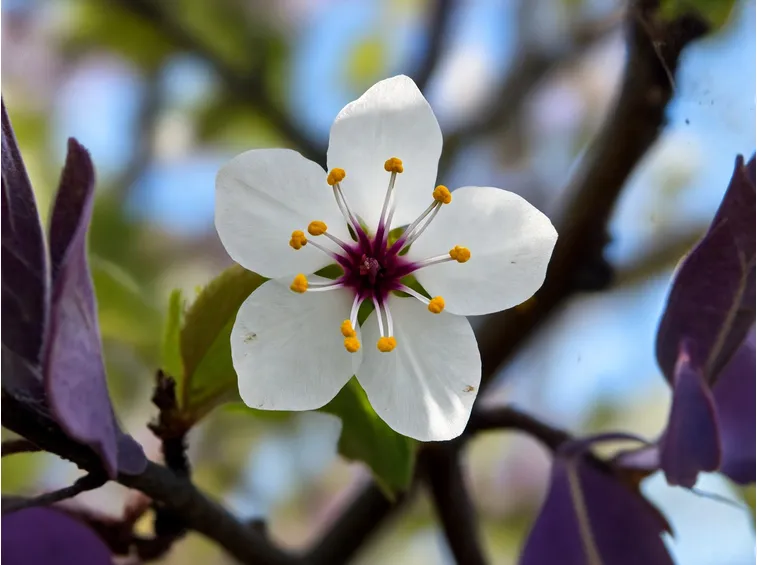 Fiore albero frutto