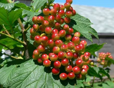 Pianta di mirtillo rosso