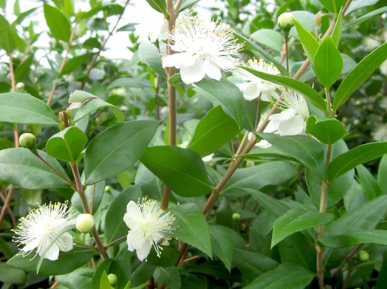 Pianta mirto