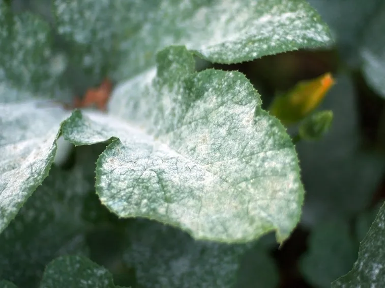 Contaminazione oidio