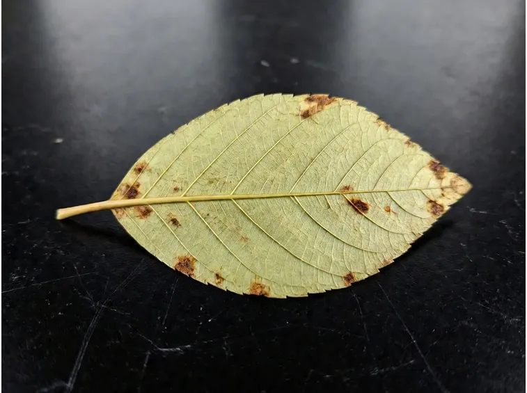 Ticchiolatura foglia nashi
