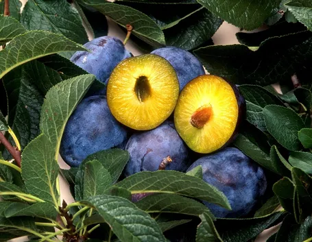 Prugne mature