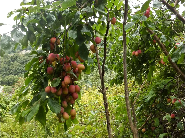ramo di susino