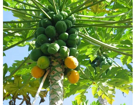 Papaye in processo di maturazione