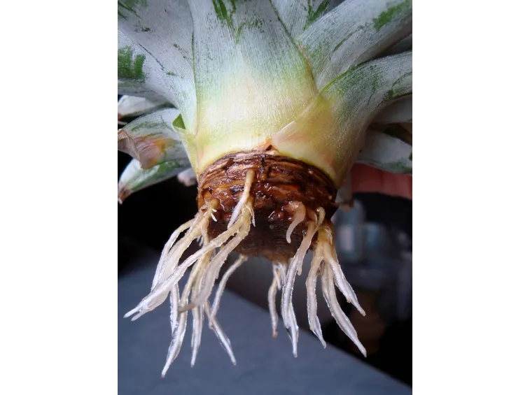 ciuffo d'ananas con radici