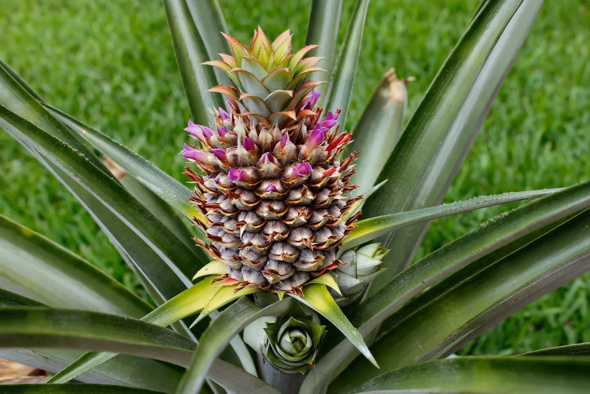 infruttescenza della pianta dell'ananas