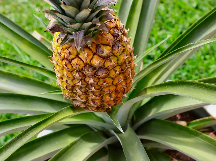 Frutto della pianta di Ananas
