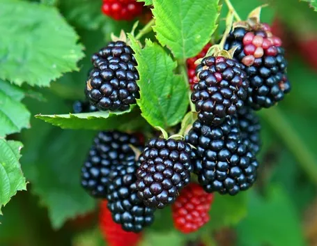 Frutti raccolta