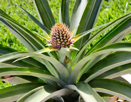 Una pianta di ananas in vaso