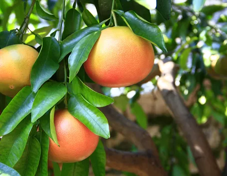 Pompelmo verde