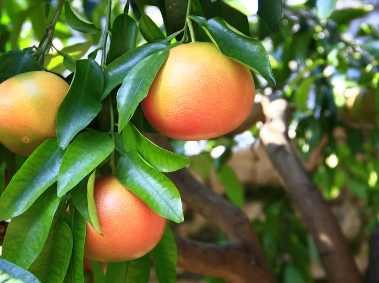 Pompelmo verde