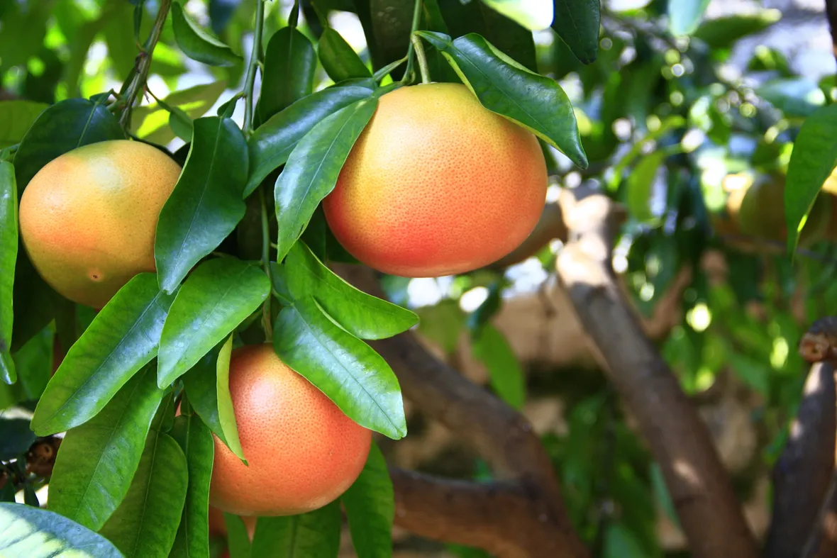 Pompelmo verde
