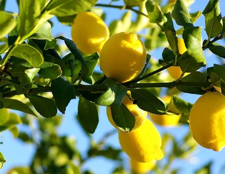 pianta limoni
