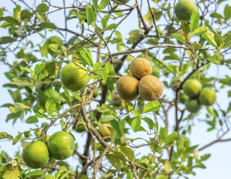 Una pianta di limone in terrazzo