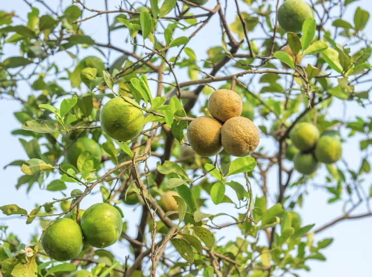 Una pianta di limone in terrazzo