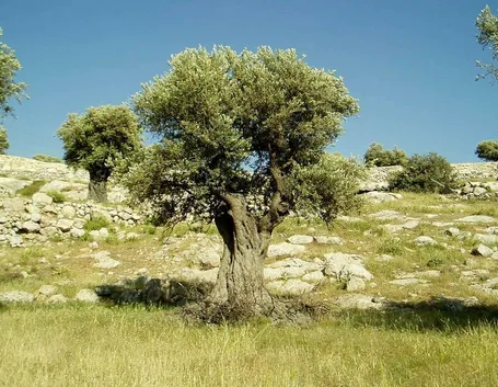 Albero di ulivo