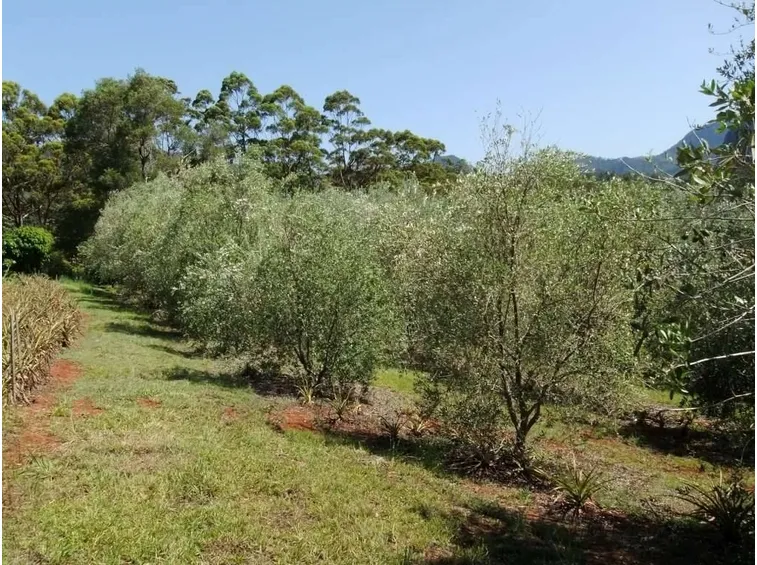 Filare di ulivi