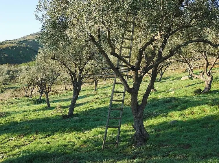 Ulivo pronto per la potatura
