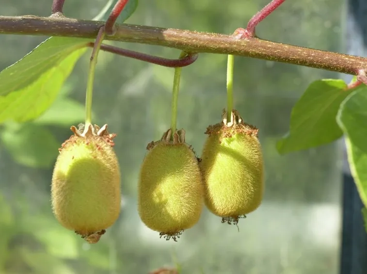 pianta kiwi