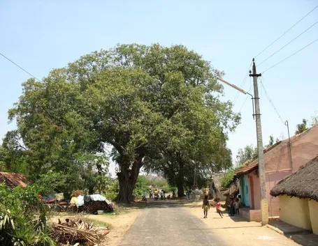 Albero tamarindo