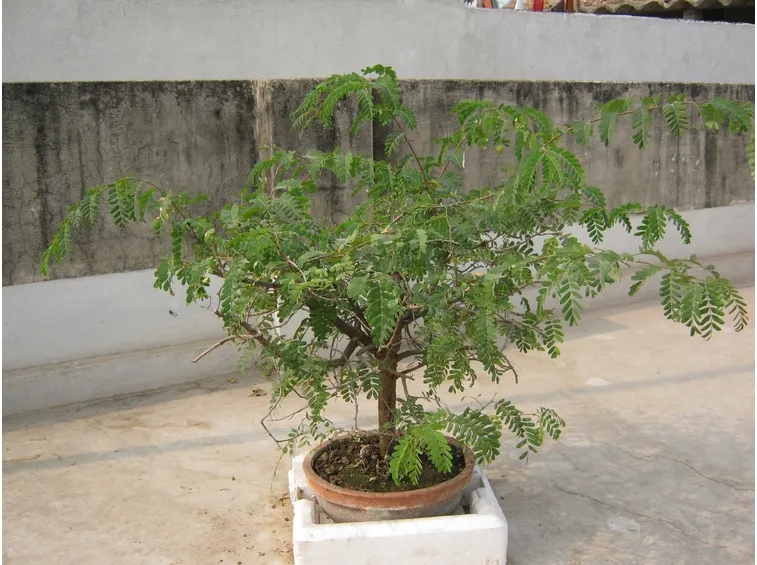 Pianta tamarindo