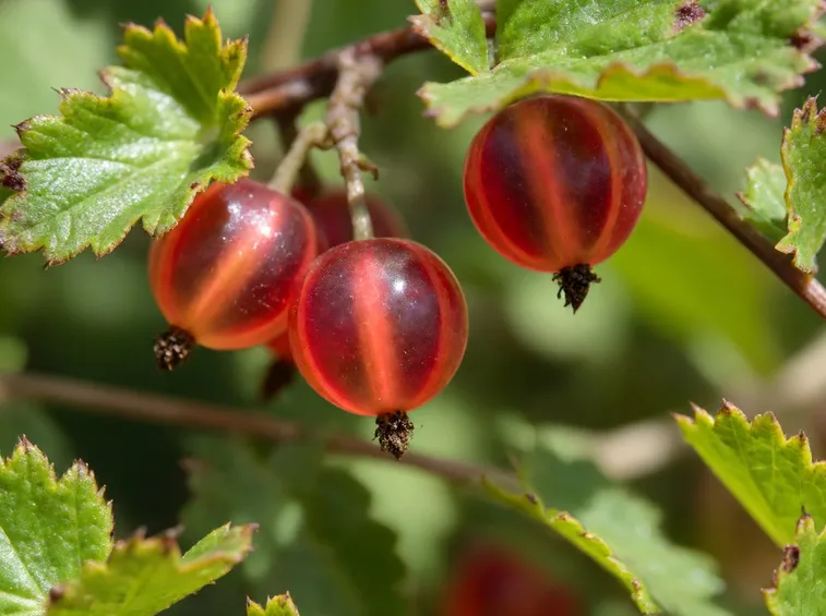 Uva pianta
