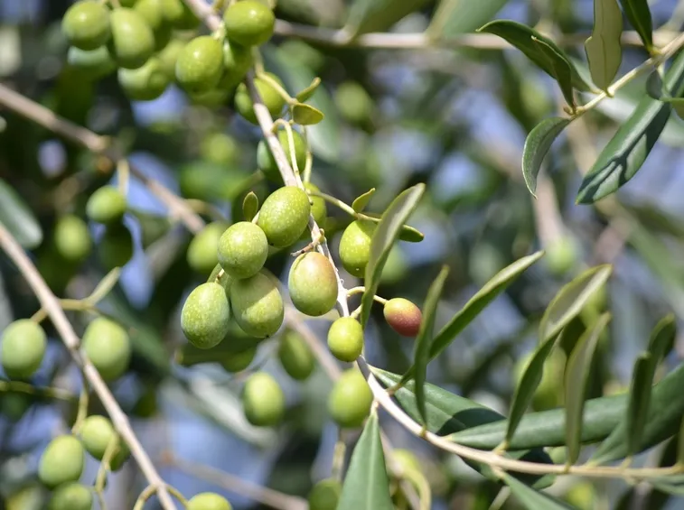 pianta di olivo