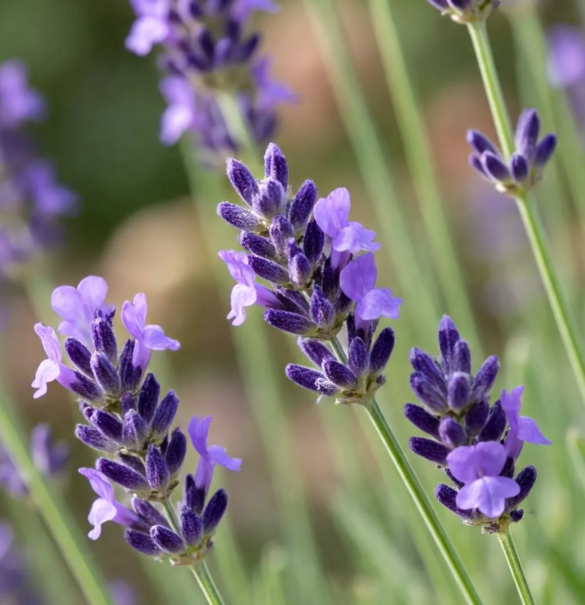 lavanda