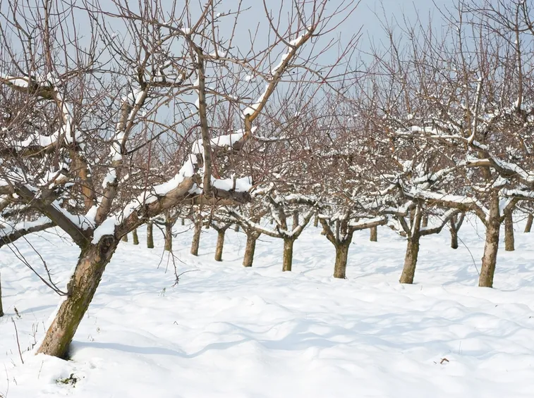 frutteto in inverno