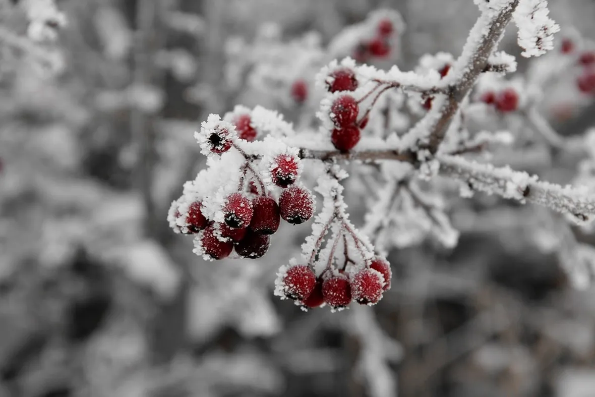 piante da frutto neve