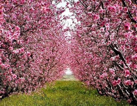 frutteto maggio