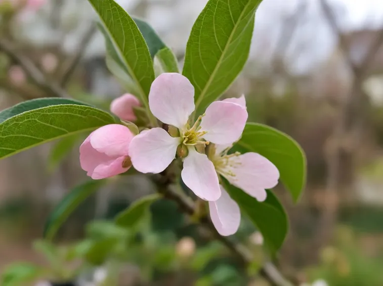 fiore melo
