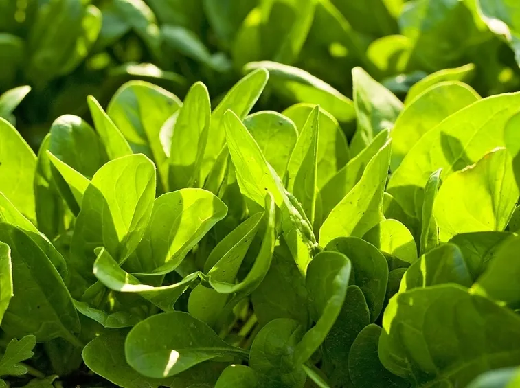 trapianti insalata