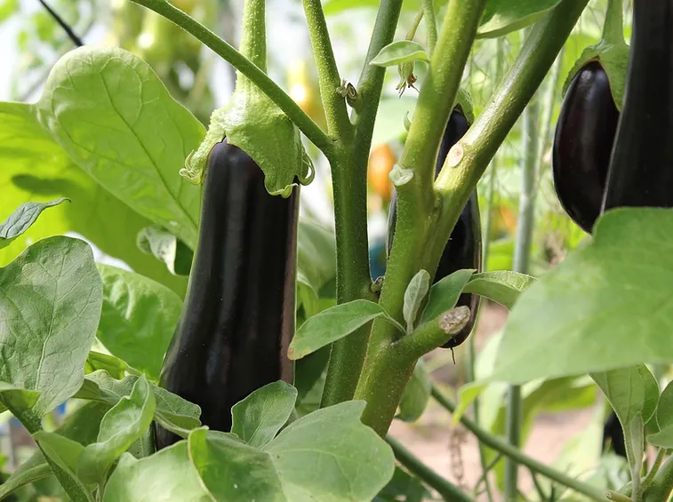 coltivare melanzane
