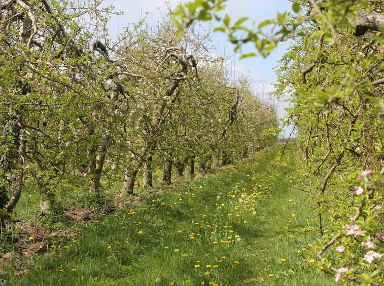 frutteto